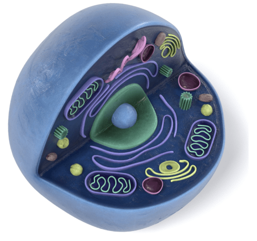 Cell image